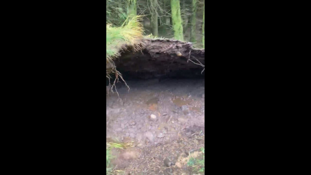 Tempestade Babet faz levantar terra em floresta escocesa