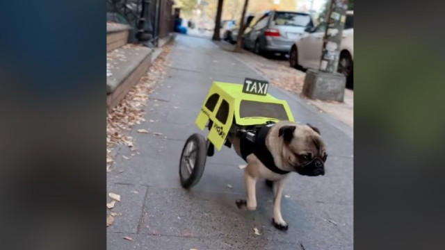Cão paraplégico se fantasia de táxi para desfile do Halloween