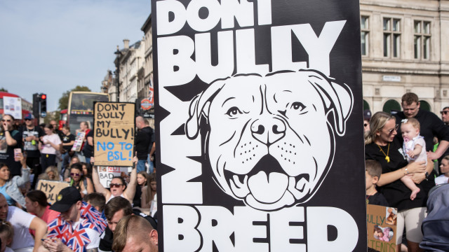 Reino Unido vai proibir cães American Bully XL a partir de fevereiro