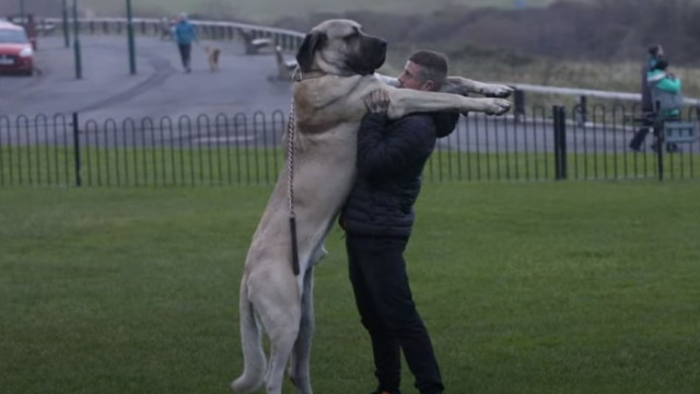 "Gigante gentil": Maior cão do Reino Unido come 3 kg de carne por dia
