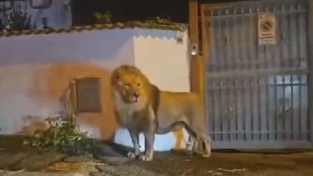 Leão foge de circo e lança o pânico nas ruas de Itália