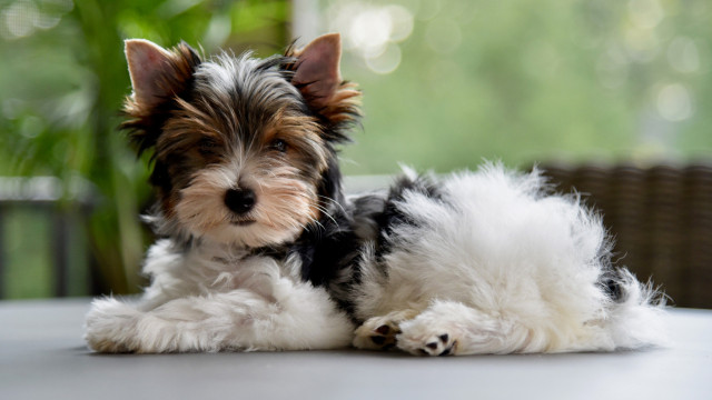 As raças de cães mais caras do mundo: Recordista pode chegar a 25 mil reais!