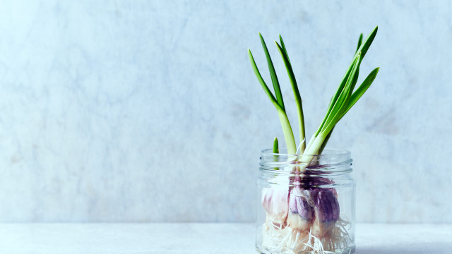 Plantar alho em casa? É mais simples do que muitos pensam