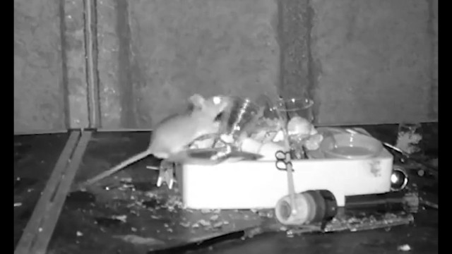 Rato arrumador surpreende dono de barracão no País de Gales; assista