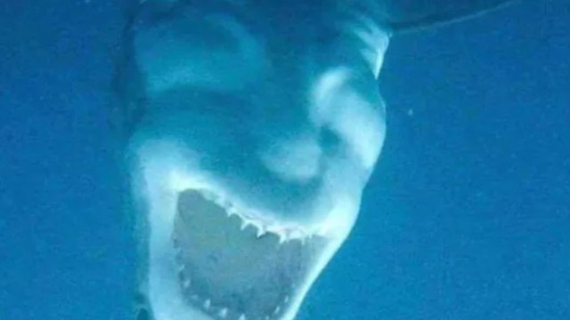Foto de tubarão-branco intriga internautas por parecer "o Diabo"