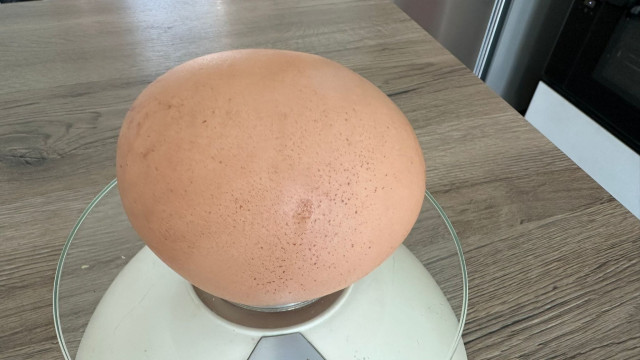 Vídeo viral: Galinha põe ovo gigante, 3 vezes maior que o normal