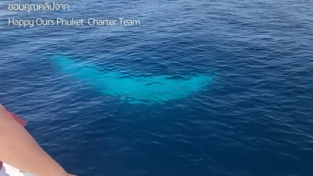 Baleia branca rara avistada a poucos metros de barco na Tailândia