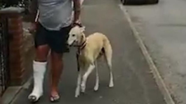 Após ida ao veterinário, descobre-se: cão mancava para imitar dono