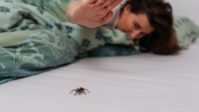 Mantenha as aranhas fora do seu quarto; saiba o que fazer