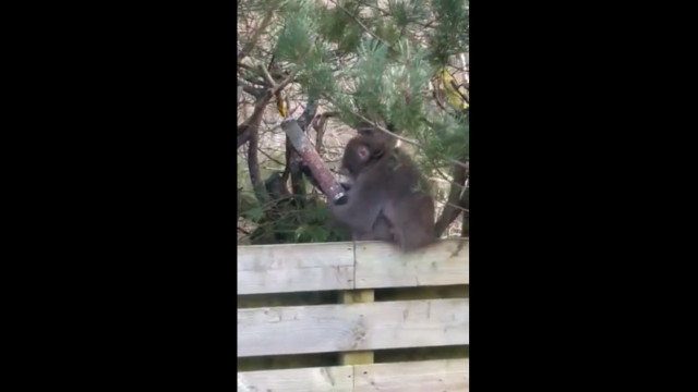 Macaco é flagrado roubando nozes após fugir de zoo na Escócia; há vídeo