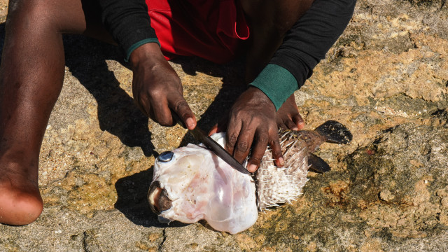Peixe baiacu: Espírito Santo investiga caso de morte por intoxicação; entenda os riscos