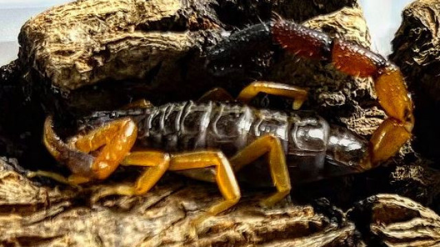 Escorpião viaja em mala de mulher e é descoberto duas semanas depois