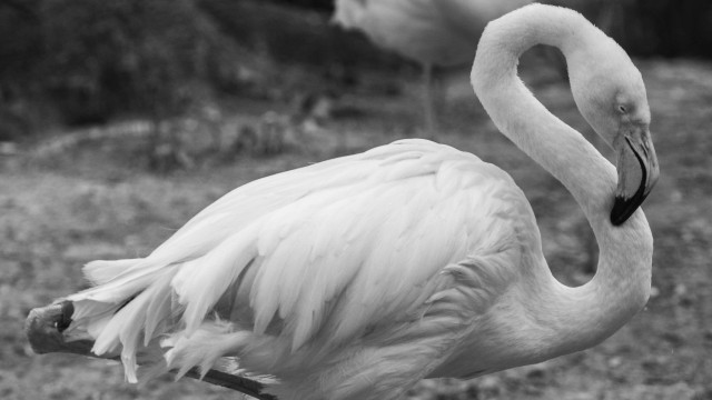 Flamingo com cerca de 75 anos morre no Zoo de Berlim