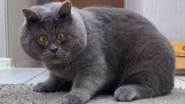 Conheça o Fedya, o gato vesgo que conquistou a internet