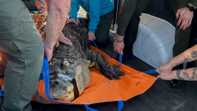 Crocodilo cego e doente é resgatado de piscina de casa em Nova York