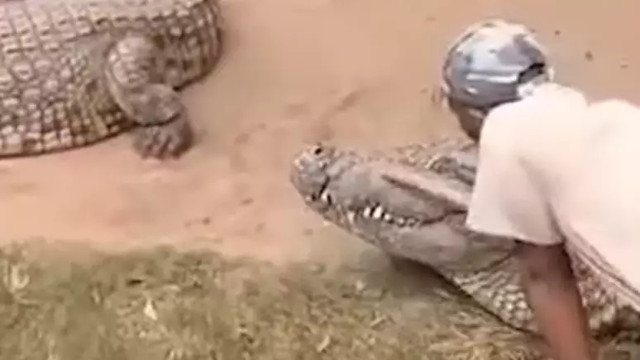 Tratador escapa por pouco de ter órgãos genitais devorados por crocodilo 