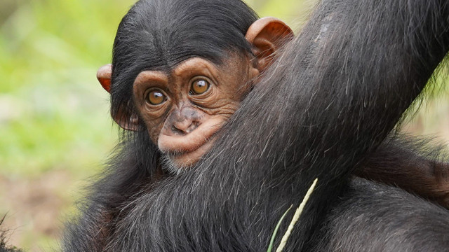 Veja as imagens da dupla de chimpanzés bebês em zoo na Austrália