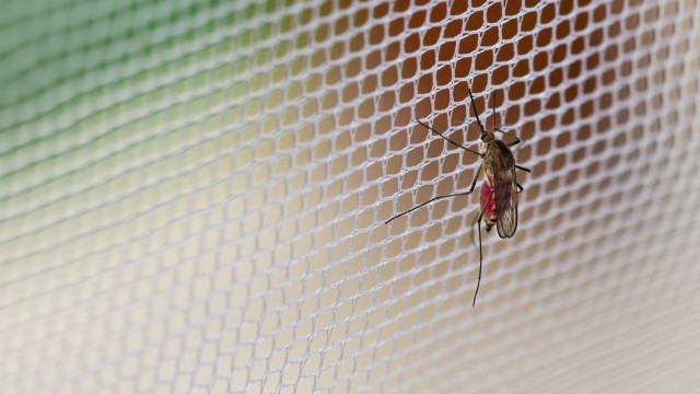 Só 10 dos 96 distritos de São Paulo não têm alta incidência de dengue