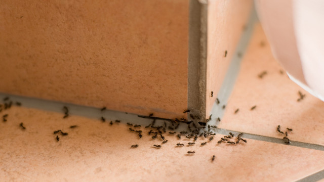 Saiba como afastar formigas da sua casa