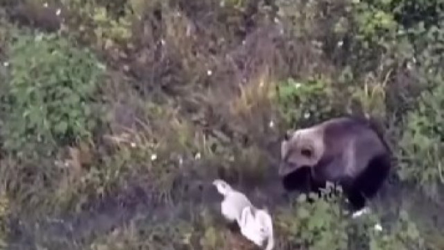 Donos usam drone para localizar cão e o encontram brincando com ursos