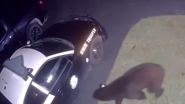 "Procura-se": vídeo mostra momento em que urso tenta assaltar carro