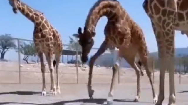 Girafa ajuda tartaruga a 'andar' mais rápido e comove a web; veja