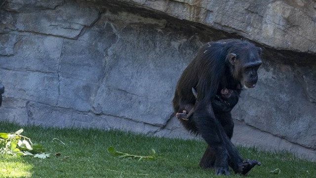 Dor da perda: chimpanzé carrega o corpo da sua cria ao colo há meses