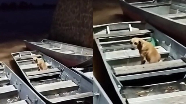 Cão espera há um mês em barco por dono que morreu enquanto pescava