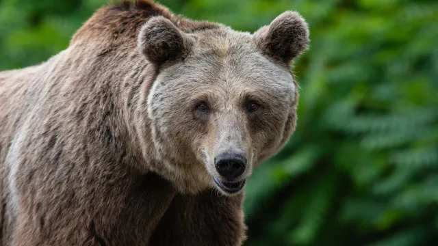 Homem morre após ataque de urso enquanto apanhava cogumelos