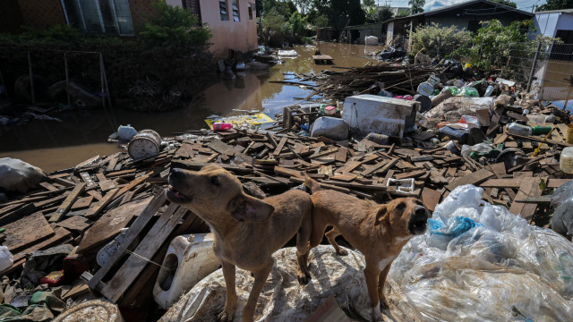 Quase 10 mil animais foram resgatados durante as enchentes no RS