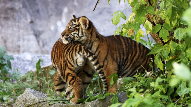 Zoo de Berlim dá as boas-vindas a crias de tigre da Sumatra; veja