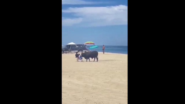 Touro aparece em praia do México e ataca turista; veja o vídeo