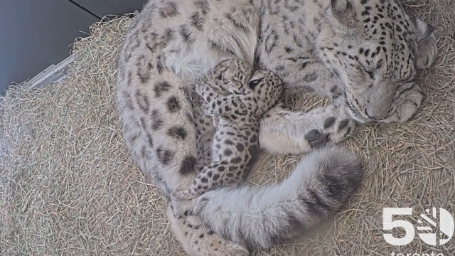 Dois filhotes de leopardo-das-neves nasceram no zoo de Toronto; video