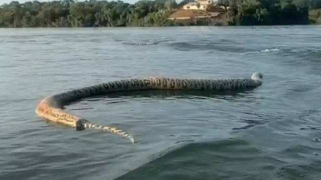 Cobra gigante morta encontrada no lago da Usina Hidrelétrica de Lajeado
