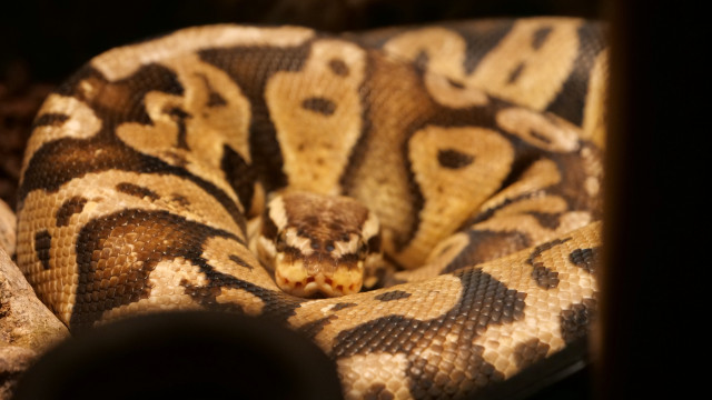 Corpo de mulher é encontrado dentro de uma cobra píton na Indonésia