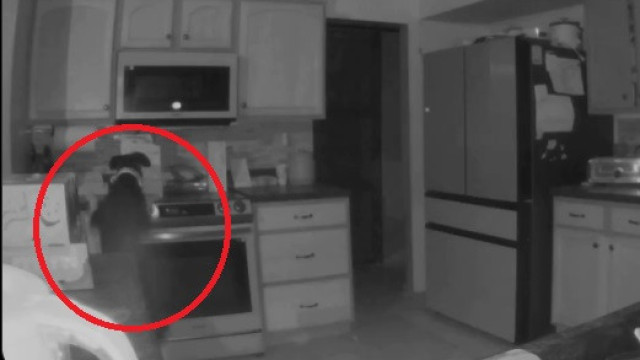 Cão 'rouba comida' de fogão e incendeia cozinha; veja o vídeo