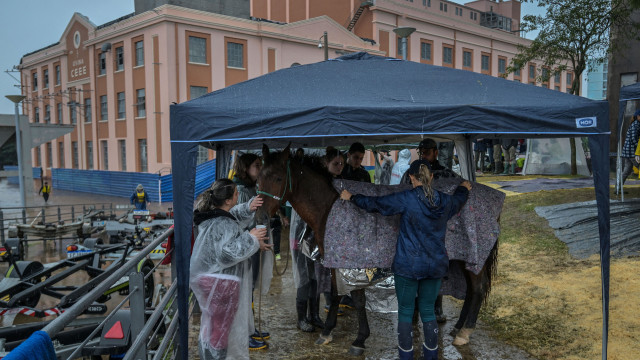 Prefeitura de Porto Alegre dá prazo para donos buscarem cavalos resgatados na enchente