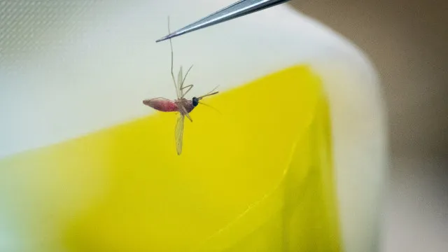 
                    Febre do Nilo Ocidental: não há motivo para pânico, diz médico
                
