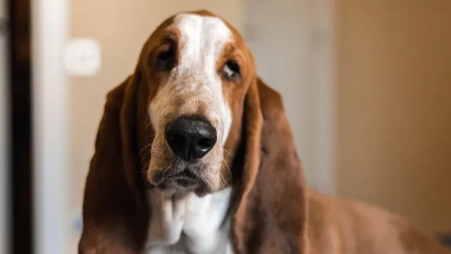 
                    Coisas que você faz que irritam seu cachorro
                