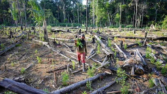 
                    Relatório dos EUA contra Brasil cita avanço da soja e pico de desmatamento sob Bolsonaro
                