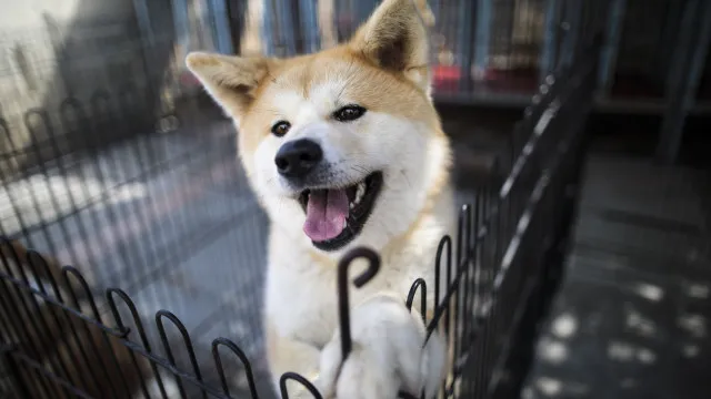 
                    O ranking das raças de cachorros mais inteligentes do mundo
                