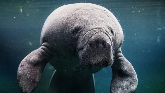 
                    Criaturas míticas e os animais reais que são sua origem
                