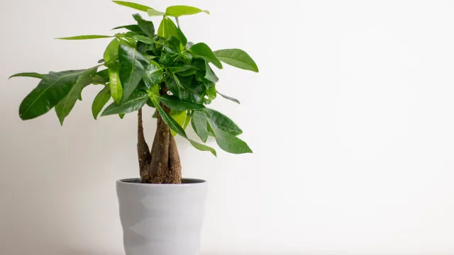 
                    Rainhas do drama! 5 plantas que não gostam de mudanças (e como resolver)
                