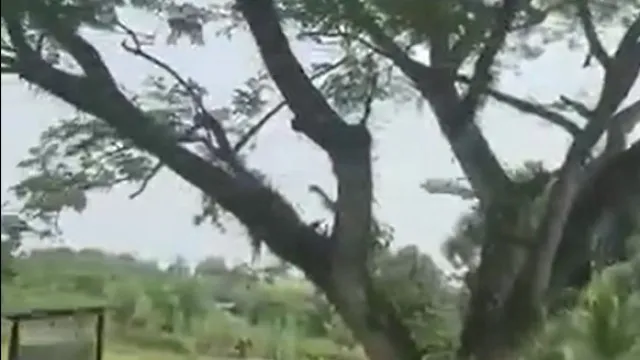 
                    Vídeo mostra queda de avião militar que deixou 66 mortos na Colômbia
                