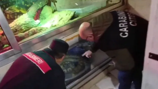 
                    Anacondas, pítons e até crocodilo encontrados em cave de prédio na Itália
                