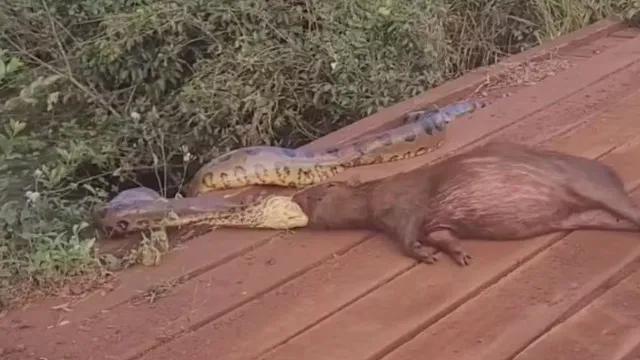 
                    Sucuri arrasta capivara pela cabeça às margens de córrego em MS; vídeo
                