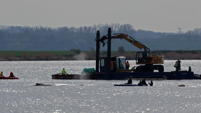 
                    Baleia encalhada na Alemanha é colocada em balsa, em operação polêmica de milionários
                