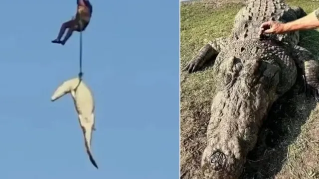 
                    Polícia abate crocodilo de 4,5 metros que devorou empresário; vídeo
                