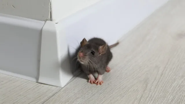 
                    Todos os ratos são portadores de hantavírus? Os cuidados se ter em casa
                