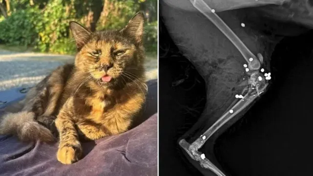 
                    Gata é morta com 27 tiros de espingarda em SC; Polícia investiga
                